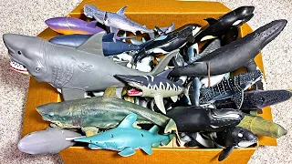 Sharks vs Whales & Dolphins - Sea Animals Collection