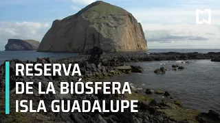La Isla Guadalupe, hogar de animales únicos en México - Al Aire