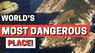 The Most Dangerous Island in Brazil