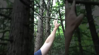 Bigfoot in New Hampshire