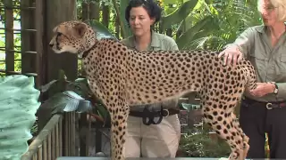 Cheetah Record-Cincinnati Zoo