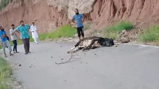 Angry cow fall down in mountain.