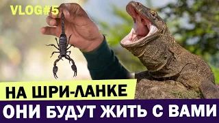 ОПАСНЫЕ 🦂🪱животные Шри Ланки! Кого можно встретить на острове? Шри Ланка 2023 отзывы | Влог