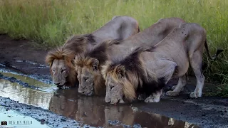 The Impressive Sweni Males on Patrol - Kruger National Park