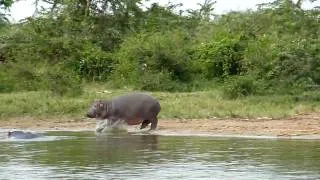 Buffalos and Hippos, Lake Edward, Uganda