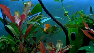 Amazing Aquarium (Unique New Fish!!!)