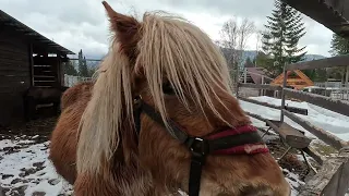 Телецкое озеро Зоопарк Таежный Teletskoye Lake Taiga Zoo #перпель Отдых природа путешествия