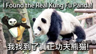 Kung Fu Panda Кунг-фу панда 功夫熊猫 real video