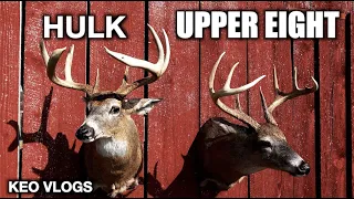 Hulk & The Upper Eight Back From The Taxidermist