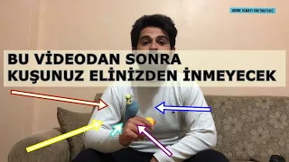 muhabbet kuşu ele alıştırma eğitimi 3 farklı yöntem