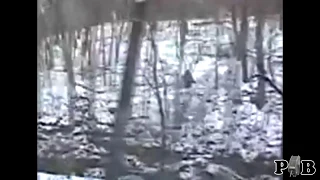 the "Bigfoot In Salt Fork Area Of Ohio" video