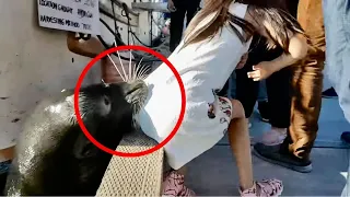 5 Seal Encounters That Will Give You Chills