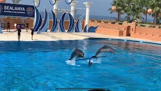 Dolphin park sealanya …. Alanya Turkey 🇹🇷 08/2022