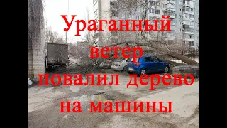 Ураган повалил деревья на машины. Сильный ветер с дождем вырвал с корнем дерево.