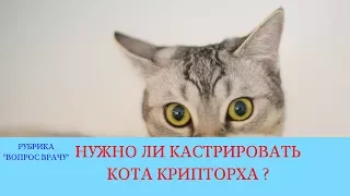 19.01.18 Кастрация кота. Крипторх