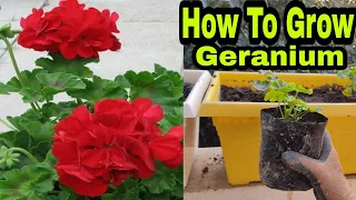 How to grow Geranium flower plants