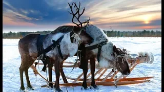 Кола Бельды - Мы поедем, мы помчимся на оленях утром...