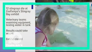 12 stingrays die in ZooTampa exhibit, park says