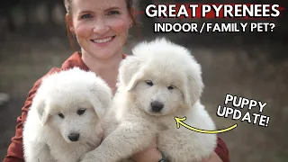 Great Pyrenees are AMAZING family pets! Here's why! / Indoor vs Outdoor? / Puppy Update!