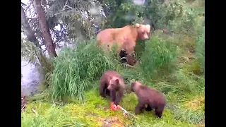 Grazer and her cubs. Explore.org 09 July 2020