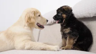 Golden Retriever Puppy Meets New Puppy German Shepherd for the First Time