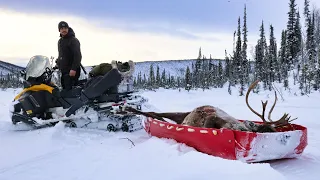 FULL Season Winter Caribou Hunt | ALASKA 2023-2024