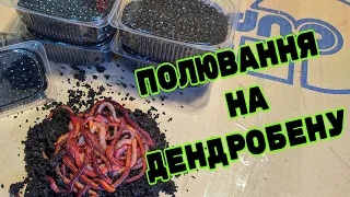 НАЙЕФЕКТИВНІШИЙ СПОСІБ ПЕРЕРОБКИ ОРГАНІКИ! ЯК ПЕРЕЗИМУВАЛА МІНІ-ВЕРМІФЕРМА?