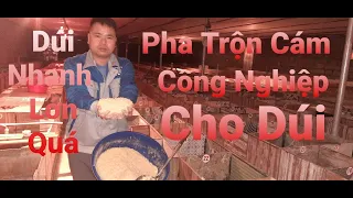 Cách Trộn Cám Công Nghiệp Cho Dúi Đầy Đủ Dinh Dưỡng Cho Dúi Mẹ, Dúi Thịt|| Trại Dúi Xuyên Việt 360