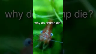 why do shrimp die?