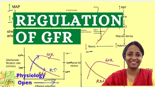 Regulation of Glomerular filtration rate | Tubuloglomerular feedback | Renal system physiology