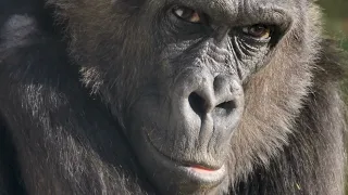 The Secret Lives of Gorillas: Spying on the Gentle Giants in the Mist  #gorilla #animals