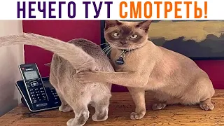 НЕЧЕГО ТУТ СМОТРЕТЬ! ))) Приколы с котами | Мемозг 981