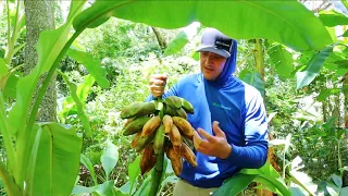 Harvesting Bananas!  Everything You Need To Know To Grow Your Own Fruit!