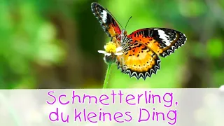 Schmetterling, du kleines Ding - Tierlieder für Kinder II Kinderlieder