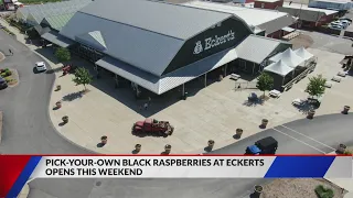 Eckert's in Belleville hosts pick-your-own black raspberry event
