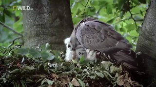 Secrets Of Wild Balkans - Nature Documentary