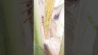 Coconut Inflorescence. Spadix..