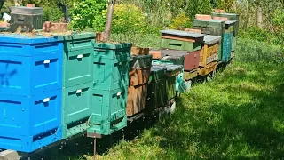 Nareszcie obloty pszczół! Zapasy ramek rosną, powoli myślę o pomidorach