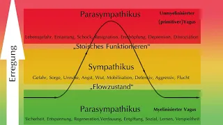 Polyvagaltheorie: Reaktionen auf Nahrungsmittel erklärt