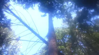 Bigfoot trail huge tree lean and tree bend