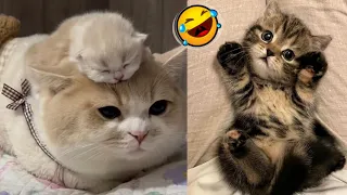 Most Funny 😆🤣Cats 2023//..Cute 🥰 and Funny Animals #cat #funny #kucing