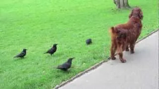 When Good Crows Go Bad