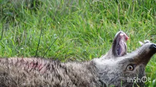 الصيد التراثي بالسلوقي ... صيد الذئاب ـ ابن أوى ـ  Coyote and Fox Hunting with Hounds