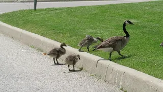 Canada geese and goslings, Waterloo, Ontario