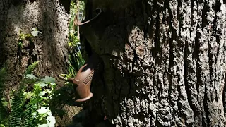 Pump in the Old Oak Tree, Cape Town. Company's Gardens