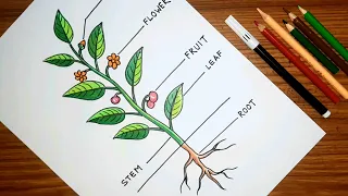 How to draw PARTS OF A TREE 🌳 | Parts of a plant drawing easy | গাছের বিভিন্ন অংশ অঙ্কন |