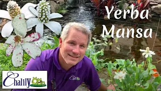 Yerba Mansa - A Southwestern Delight!