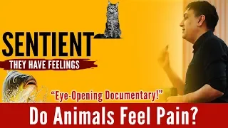 Do animals feel pain? SENTIENT - They Have Feelings | Vegan Documentaries |