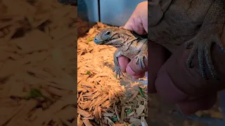 🦏🛸 #reptiles #lizard #iguana #rhinoiguana #iguanas #short #handling #babyanimal #rhino