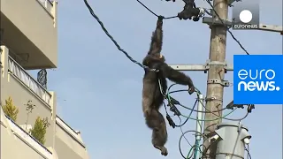 Chimp escape: Primate swings from live power lines, falls from electricity pole